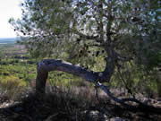 Sierra Escalona